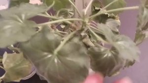 Причины скрученных листьев пеларгонии.