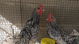 Сибрайт признаки брака