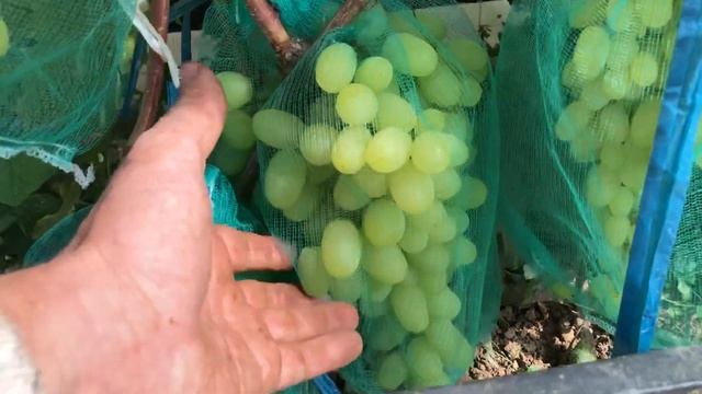 Виноград Долгожданный смотреть онлайн