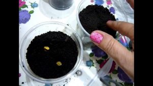 Кукуруза на рассаду. Сажаем кукурузу на рассаду 3 способами. Выращивание кукурузы 1 часть