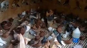 " Николаевские - Голуби " (  GERMANY ) Андрей Штерц. 2021.г.