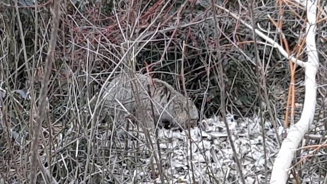 Wild lynx eating a duck!!
