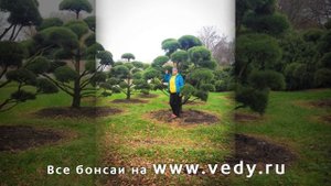 Хвойный бонсай садовый