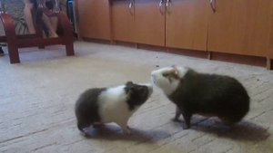 Морские свинки. Драка самцов. Паника самки Guinea pigs. Fight of the males..mp4