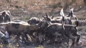 Лев В Деле / 10 Самых Безжалостных Нападений Льва На Свою Добычу, Снятые На Камеру