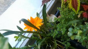 Газания - можно ли сохрнить зимой? Садовый цветочный сезон заканчивается - комнатный начинается...