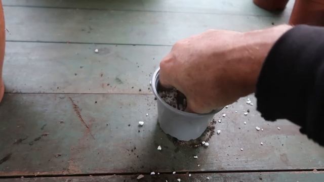 How to Propagate White Jasmine from Cuttings ~ STEP-BY-STEP ~ Jasminum polyanthum смотреть онлайн