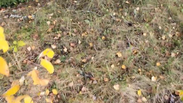 Отпуск в деревне/  Как мы ходили за грибами/  Старинная церковь
