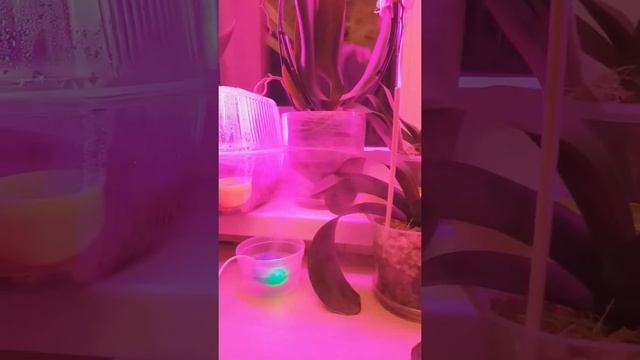 Пончики для орхидей смотреть онлайн