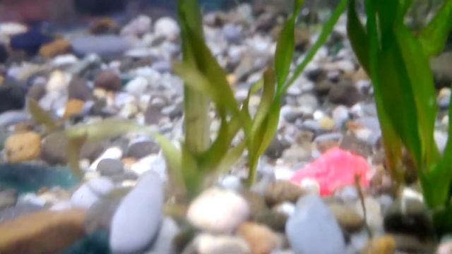 Как размножается валлиснерия смотреть онлайн