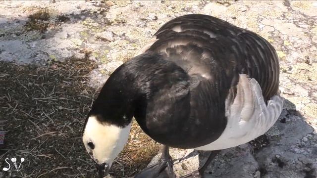 Barnacle goose. Oslo -Helsinki- Jökulsárlón / Белощёкая казарка смотреть онлайн