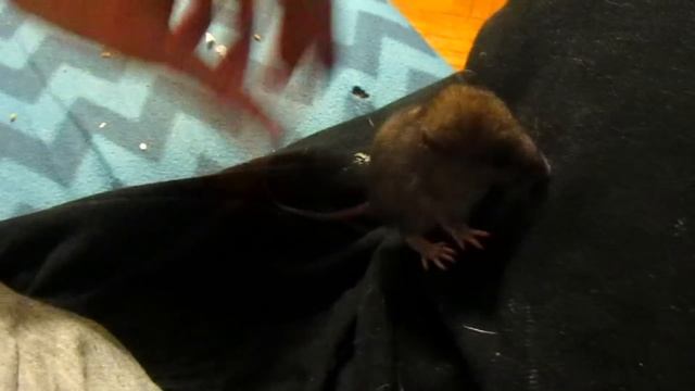 Крысёнок, или мышь? Вот в чем вопрос. (Wild Rats | Дикие Крысы) смотреть онлайн