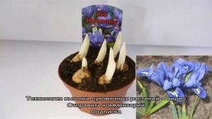 Выгоняем ирисы к 8 марта: когда и как это сделать правильно