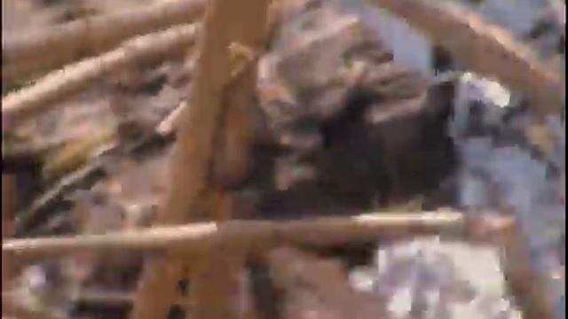 13,05, Водяная крыса ондатра кушает камыш 3 смотреть онлайн