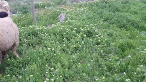 Северо-кавказская мясошерстная. Баран производитель.
#ЧабанскиеБудни
#РанчоМиллер