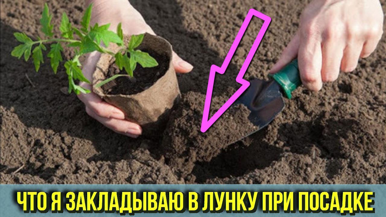 Вот какую СМЕСЬ я закладываю в ЛУНКУ при пересадке Огурцов Томатов и Перцев Получаем ранний УРОЖАЙ