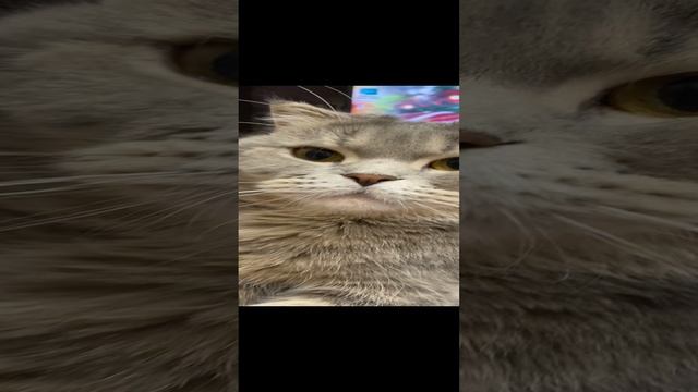 Пуша смотрит / Pusha is watching