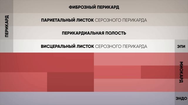 Анатомия сердца