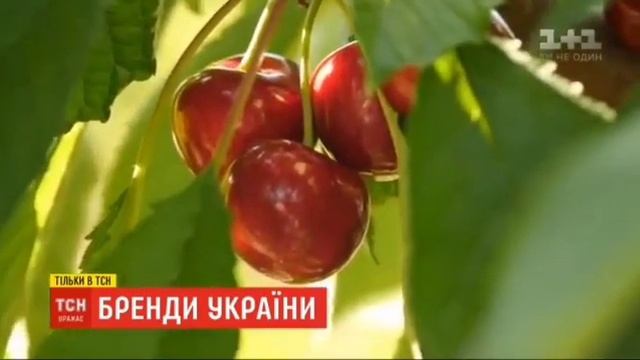 Мелитополь столица Черешни ?
