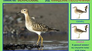 Желтозобик. Голоса птиц