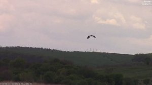 Серая цапля на охоте и в полёте || gray heron (Ardea cinerea)