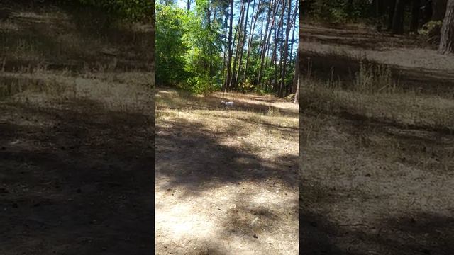 бультерьер Луна,укус проверяем на палке,сила укусы в 9 месяцев бультерьер смотреть онлайн