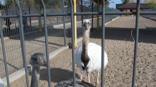 Киев, ЗооПарк В Межигорье: Белые Страусы Казуары смотреть онлайн