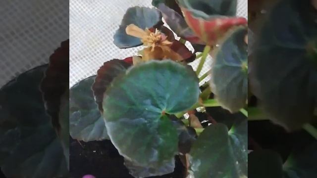 БЕГОНИЯ ЭЛАТИОР ПОСЛЕ ЦВЕТЕНИЯ, что делать дальше? ЧЕРЕНКОВАНИЕ , УХОД , УСЛОВИЯ содержания. смотреть онлайн