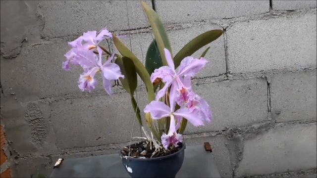 CATTLEYA LABIATA VAR. LINEATA ACOMETIDA POR VÍRUS DO MOSAICO смотреть онлайн