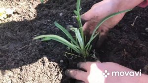 Посадка ранункулюса и фрезии в открытый грунт.Клумба своими руками.