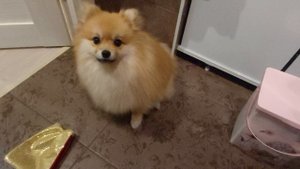Шпиц. Команда голос. 10 месяцев
