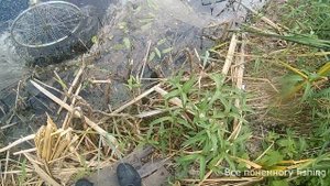 Караси на малой реке Тюкалка. Рыбалка кастинговой сетью.