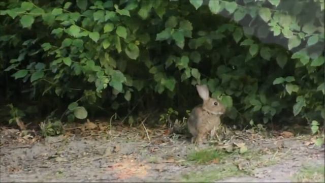 Творческий вечер Наши младшие друзья