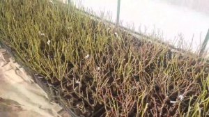 Розы в теплице! Как себя чувствуют? Сколько уже  высадили!