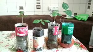 Посадка хурмы косточкой