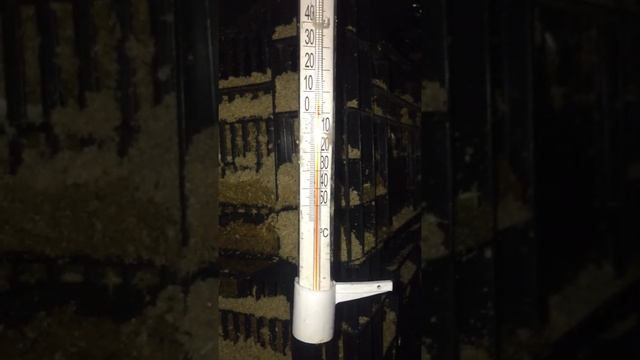 Выгонка тюльпанов и укоренение луковиц в домашних условиях смотреть онлайн