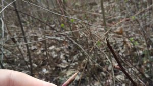 Обзор ножа Mora Companion MG