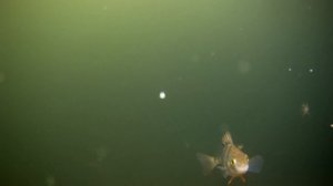 Окунь зимой под водой // ЗИМНЯЯ РЫАЛКА НА ОКУНЯ 2023  //Рыбалка 2023.