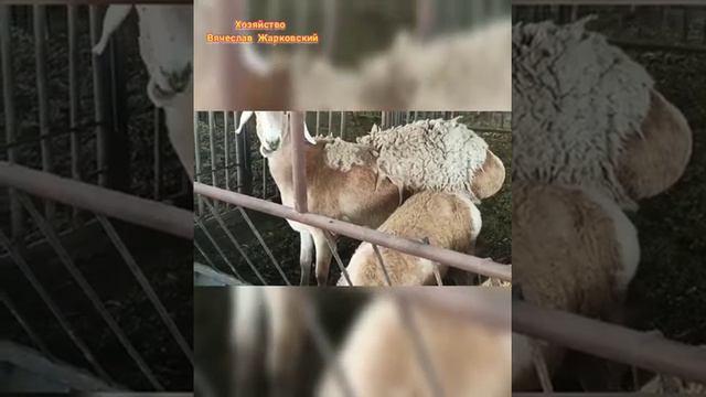 Арашанские овцы | Хозяйство Вячеслава Жарковского г.Бишкек 📲+996 772 505 622 | Арашан койлору