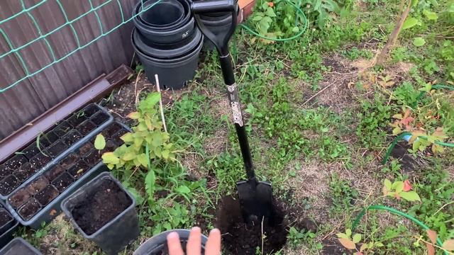 ПОСАДИЛ ВО ДВОРЕ ДУБ КАНАДСКИЙ , ИВА ПЛАКУЧАЯ : ПРОБУЕМ ПЕРВЫЙ ПЛОД НА ПЕРСИКОВОМ ДЕРЕВЕ смотреть онлайн