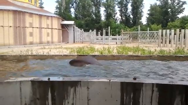 Купание слона смотреть онлайн