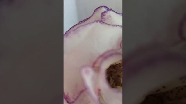 Опыление глоксинии смотреть онлайн