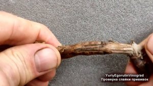 ? Не допускайте ЭТИ ошибки. Прививка винограда ЧЕРНЫМ в ЗЕЛЕНОЕ. Проверка спайки привоя и подвоя?
