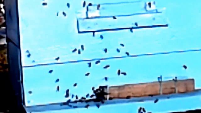 Серая горная кавказская пчела облет 15-ого января 1 - Honeybees Flight on 15th January смотреть онлайн