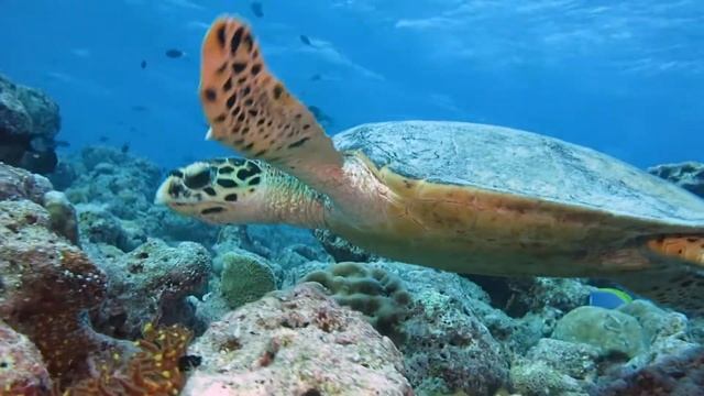 Черепаха - бисса. смотреть онлайн