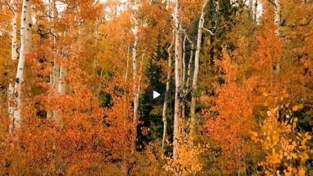 СочинениеЕГЭ "Какую роль в жизни человека играет семья?" смотреть онлайн