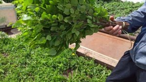 Березовый веник париться в баньке:  мой вариант исполнения.