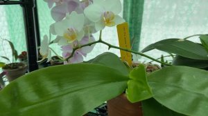 3 Myths About Phalaenopsis Orchids! Phalaenopsis Orchid Care For Beginners.