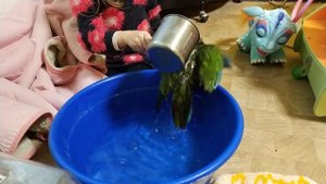 Кубинский амазон купается