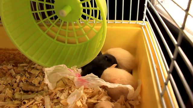 ХОМЯЧАТА ИГРАЮТ | 21 ДЕНЬ ЖИЗНИ ХОМЯЧАТ | CHILD OF THE HAMSTER |